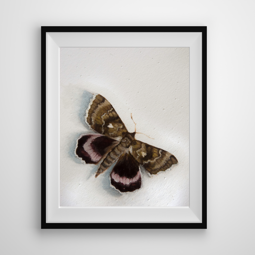 Moth - Giclée Art Print