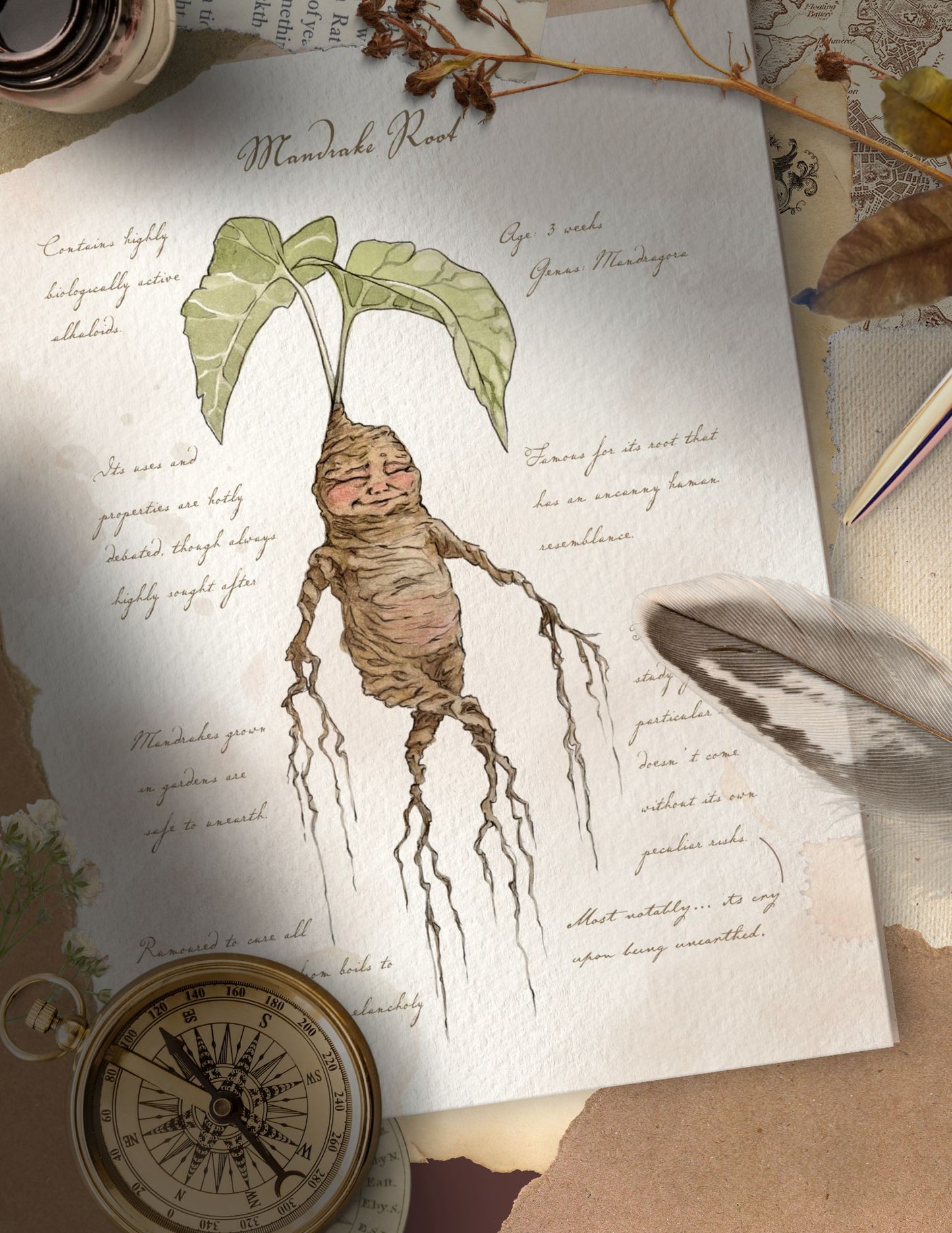 Mandrake Textbook Page - Giclée Art Print