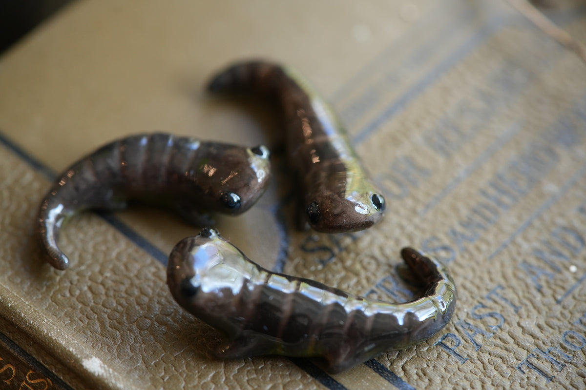 Newt