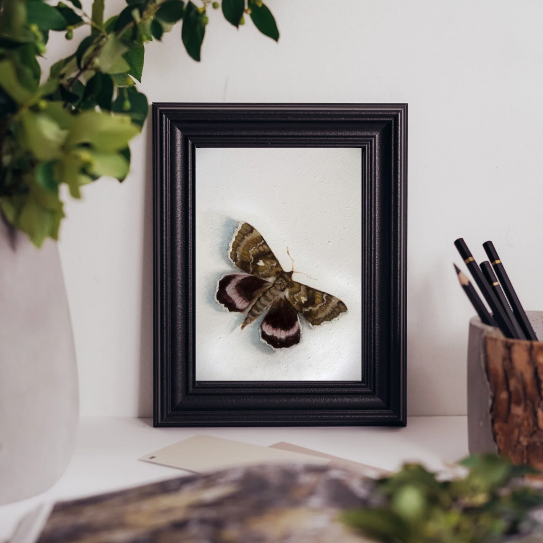 Moth - Giclée Art Print