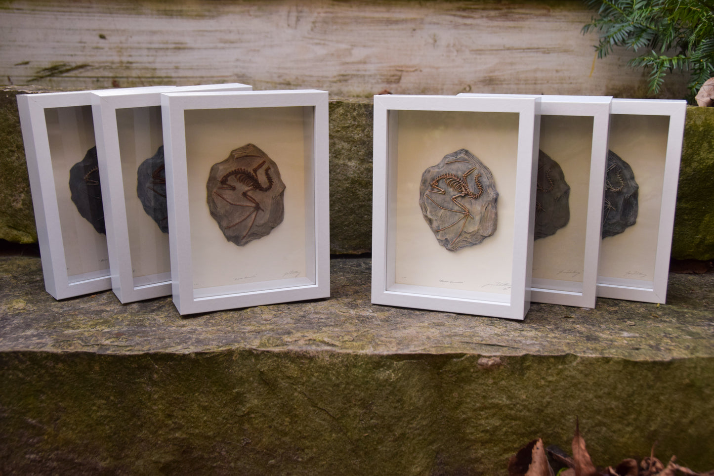 Dragon Fossil - Framed Limited Edition Curio
