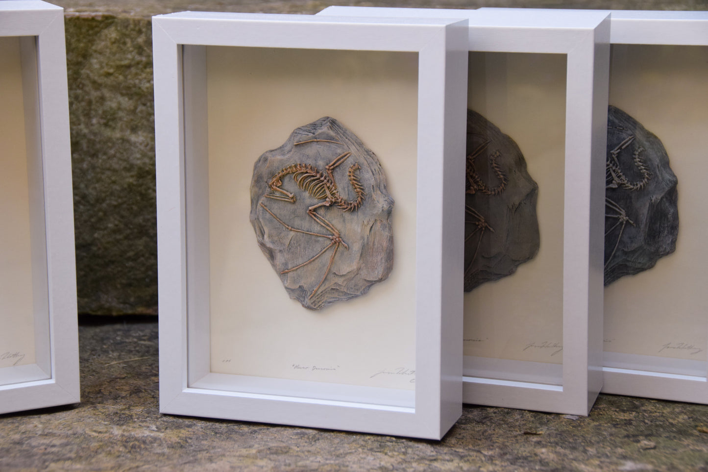 Dragon Fossil - Framed Limited Edition Curio