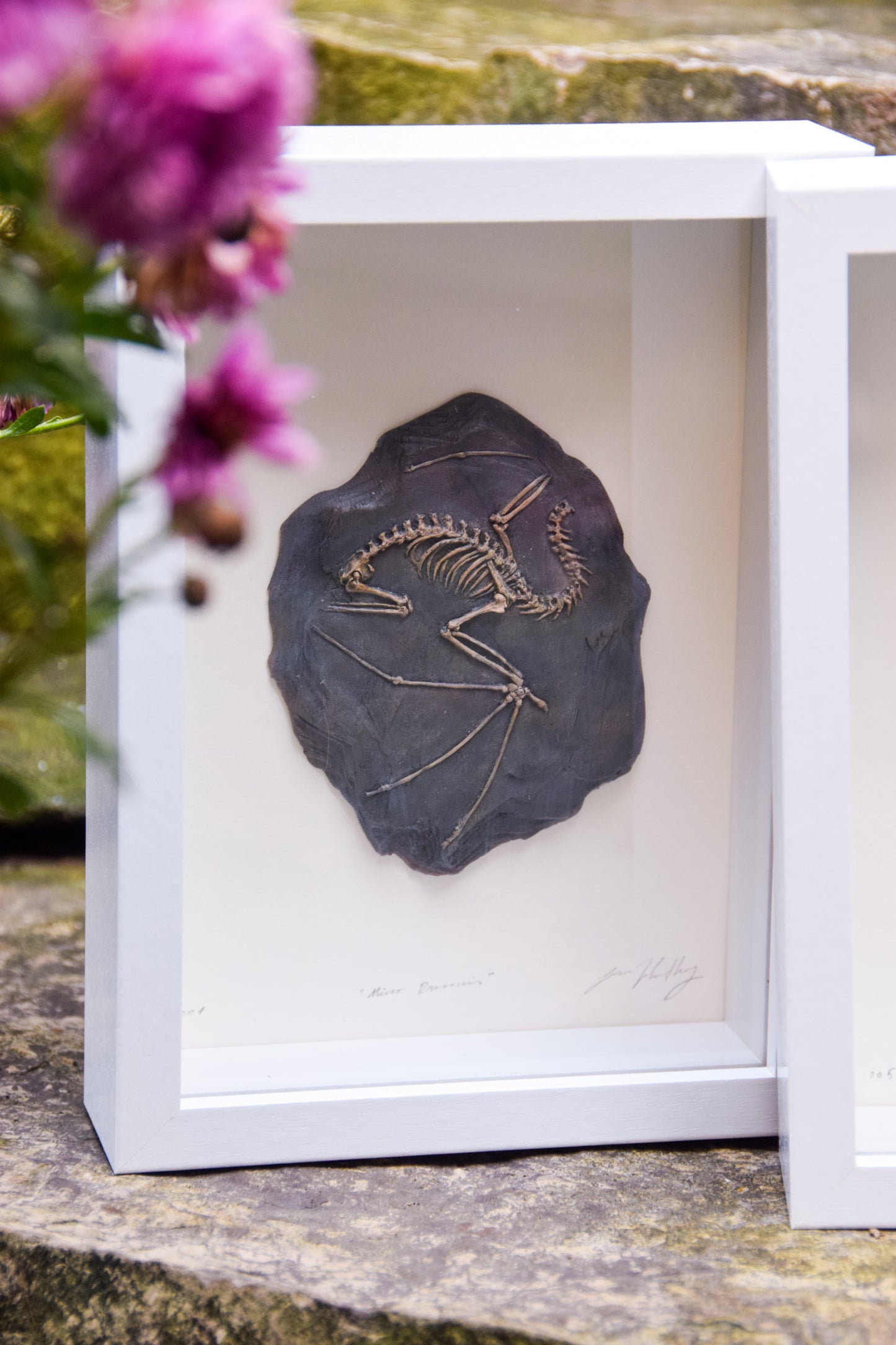 Dragon Fossil - Framed Limited Edition Curio