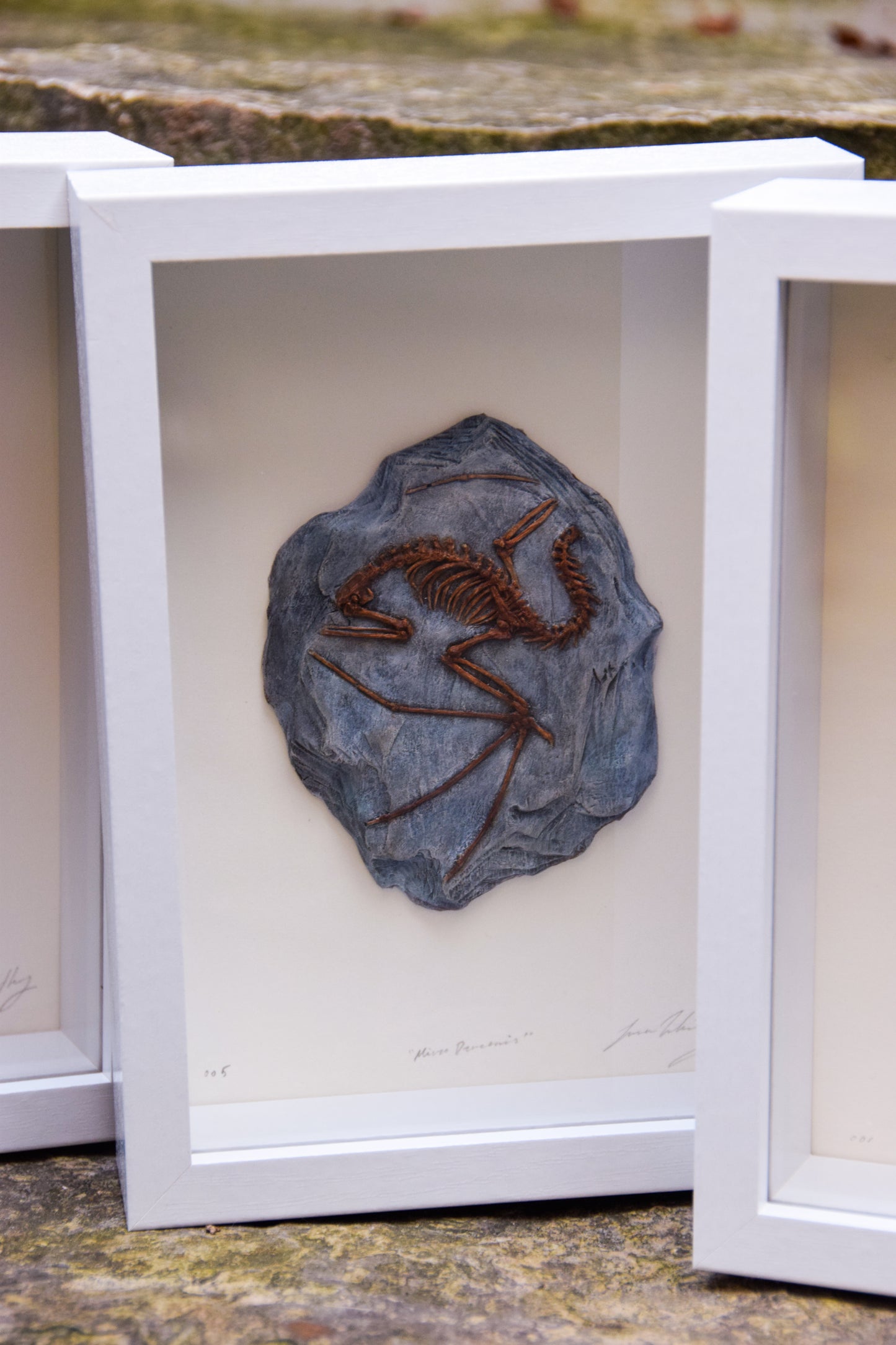 Dragon Fossil - Framed Limited Edition Curio
