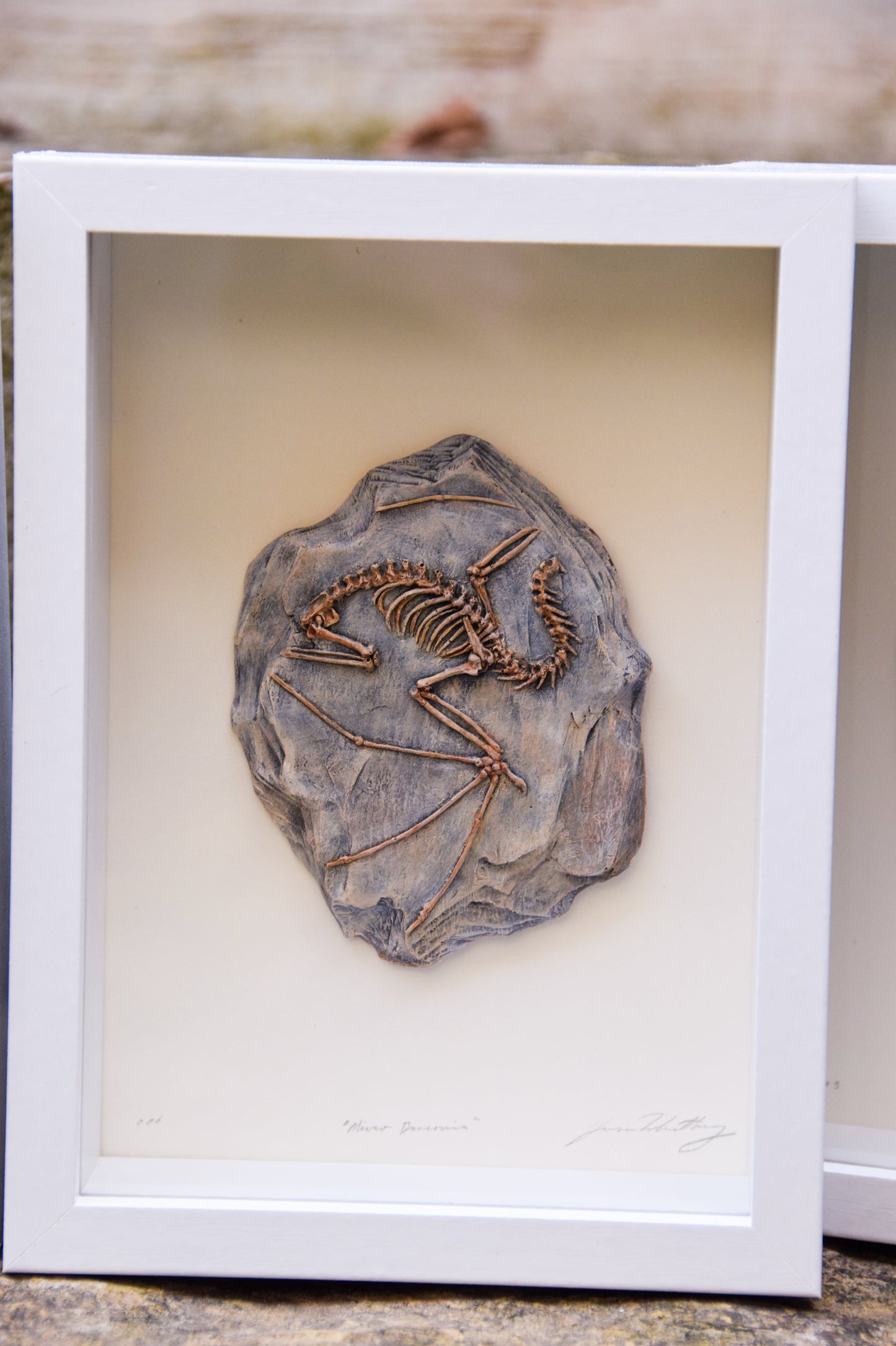 Dragon Fossil - Framed Limited Edition Curio