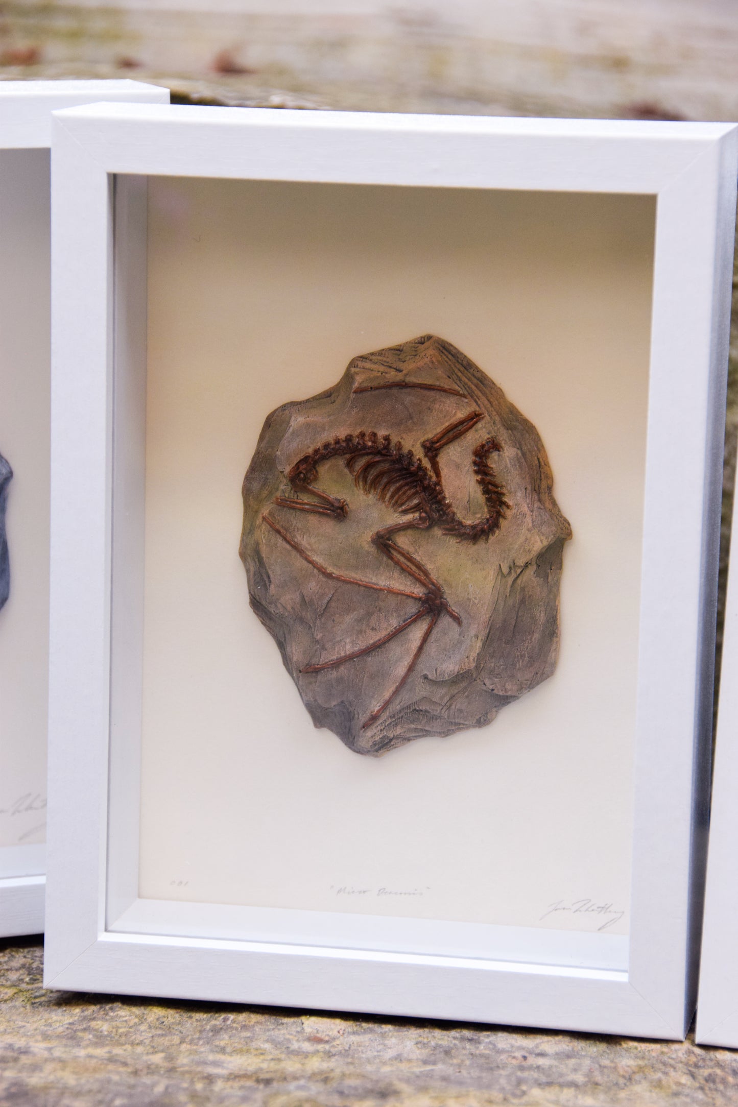 Dragon Fossil - Framed Limited Edition Curio