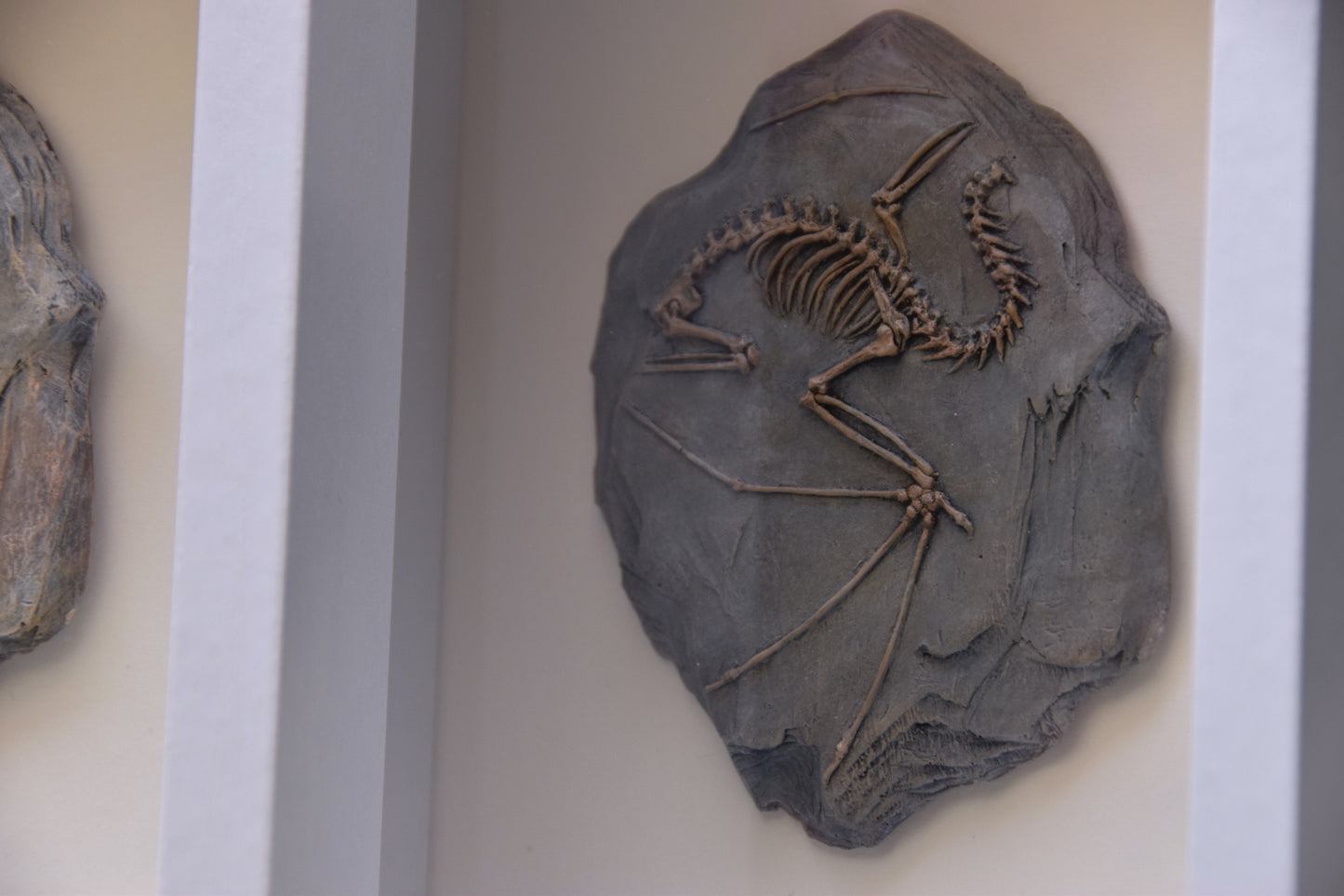 Dragon Fossil - Framed Limited Edition Curio