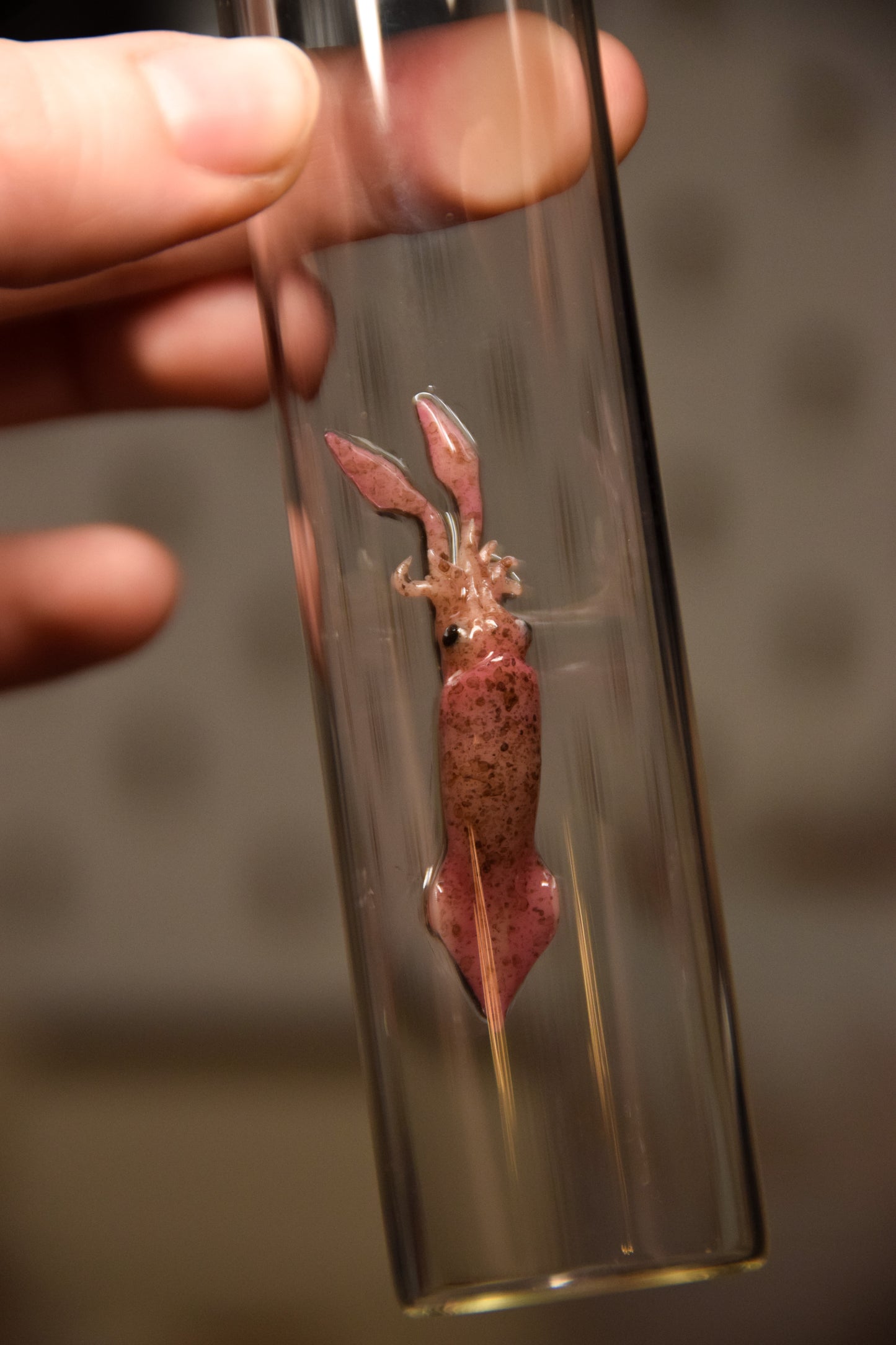 Lifelike Squid Sculpture