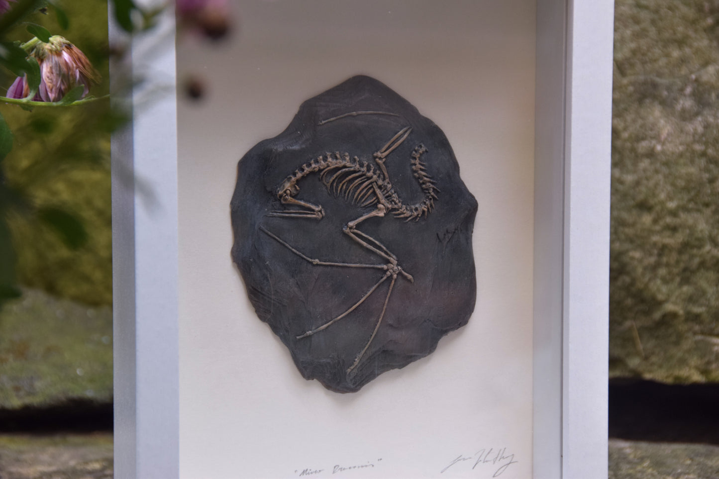 Dragon Fossil - Framed Limited Edition Curio