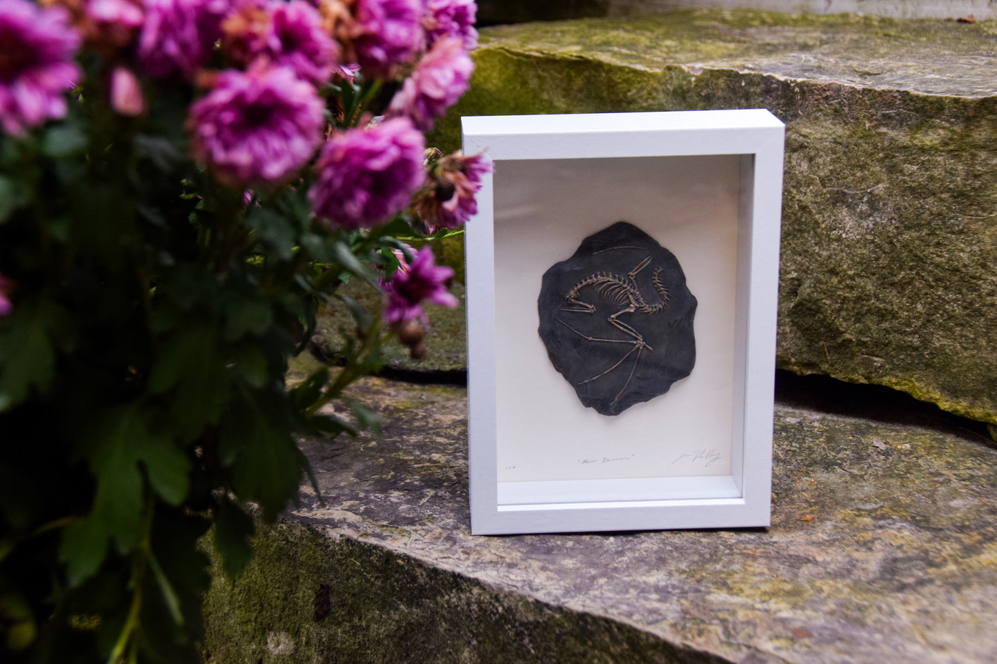 Dragon Fossil - Framed Limited Edition Curio