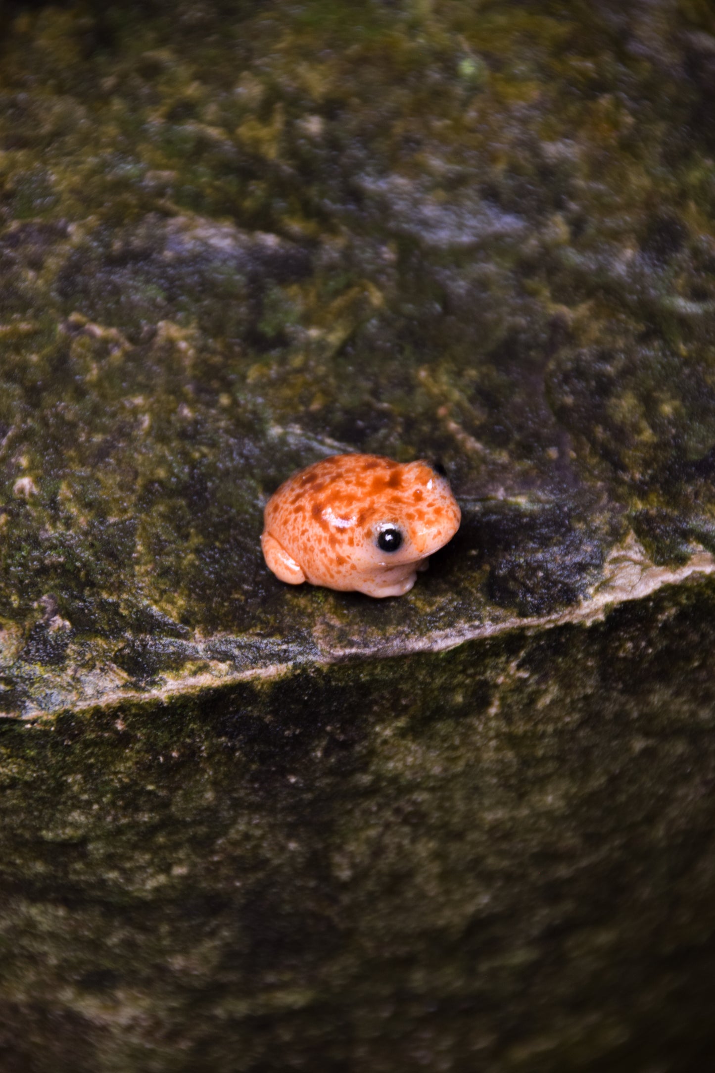 Toads — PolymerClay Figurine