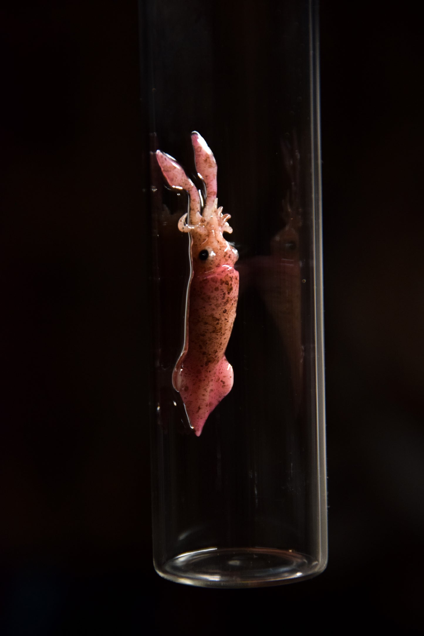 Lifelike Squid Sculpture