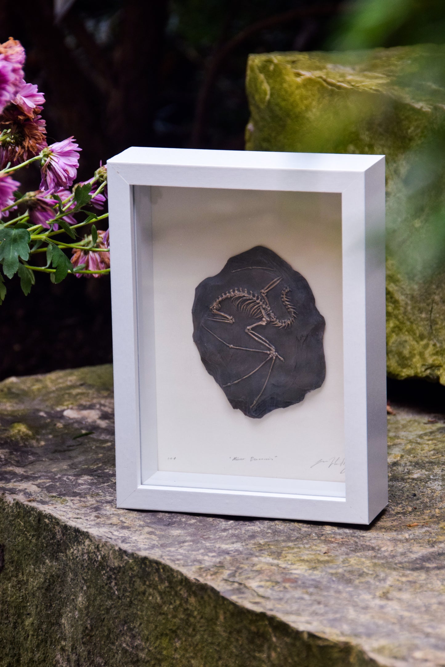 Dragon Fossil - Framed Limited Edition Curio