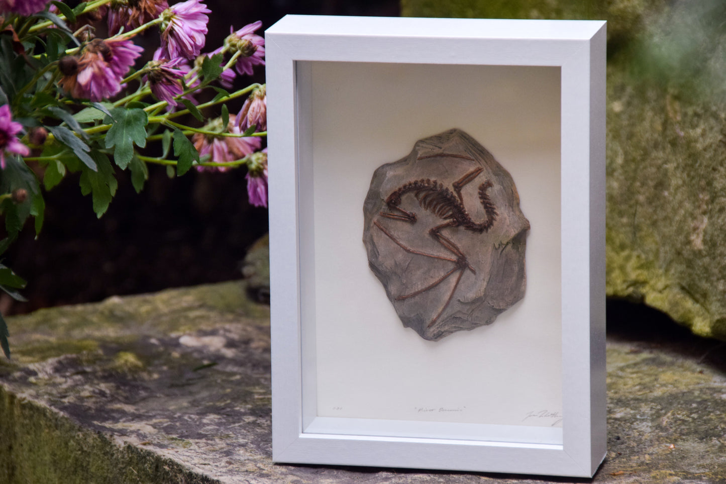 Dragon Fossil - Framed Limited Edition Curio