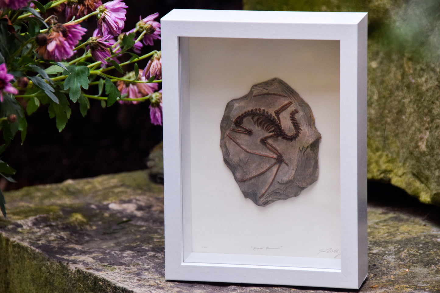 Dragon Fossil - Framed Limited Edition Curio