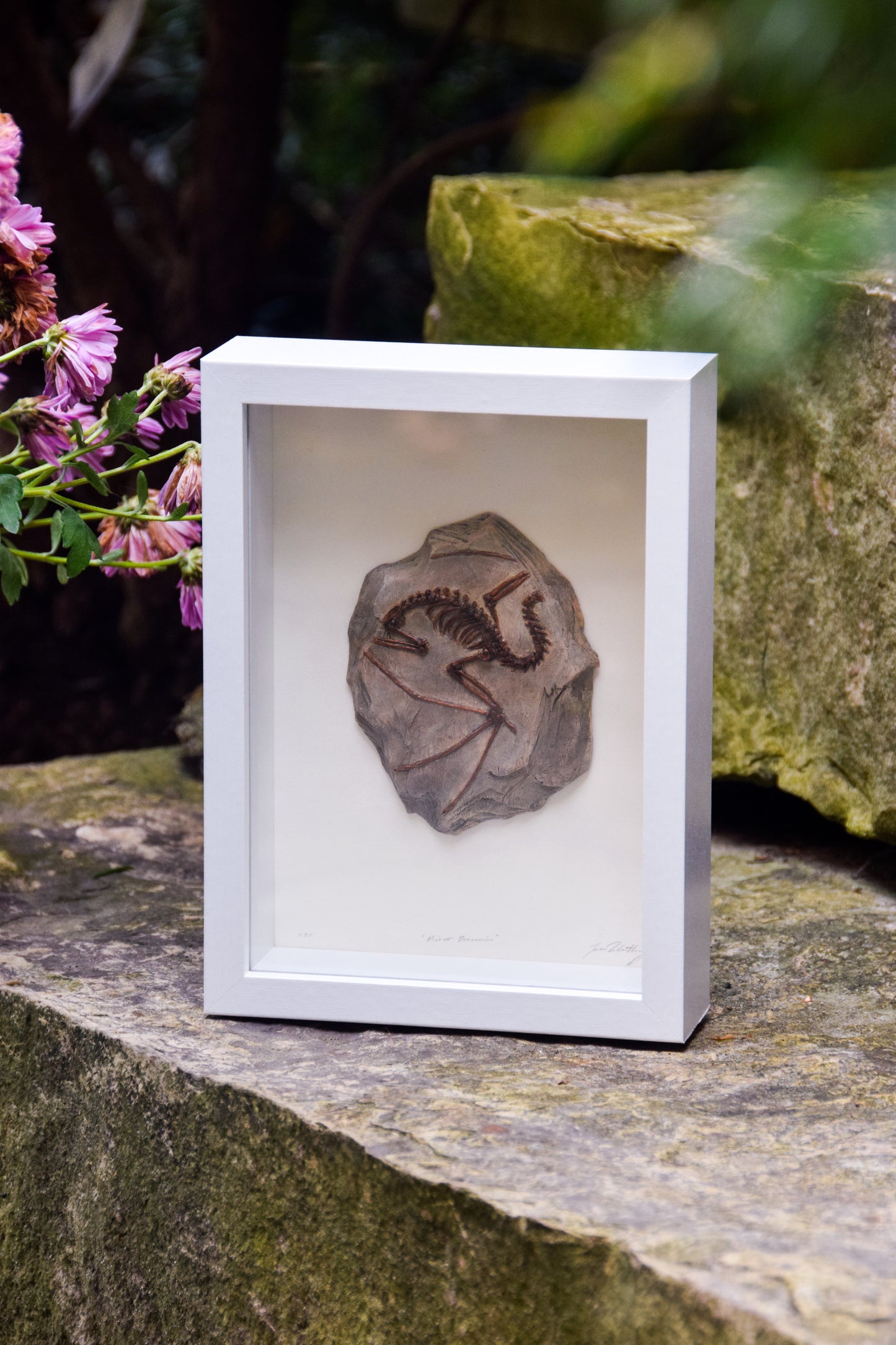 Dragon Fossil - Framed Limited Edition Curio