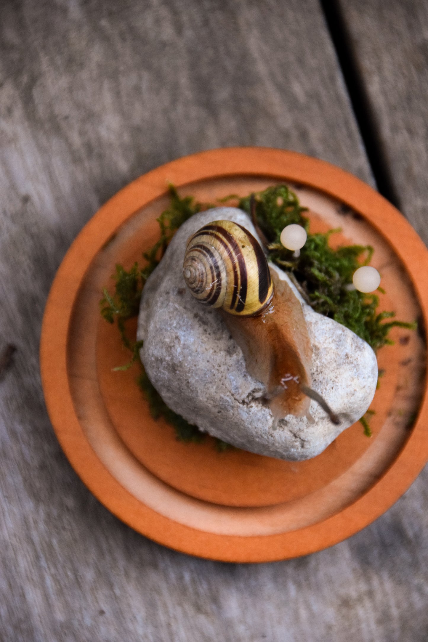 Snail Sculpture - Cloche