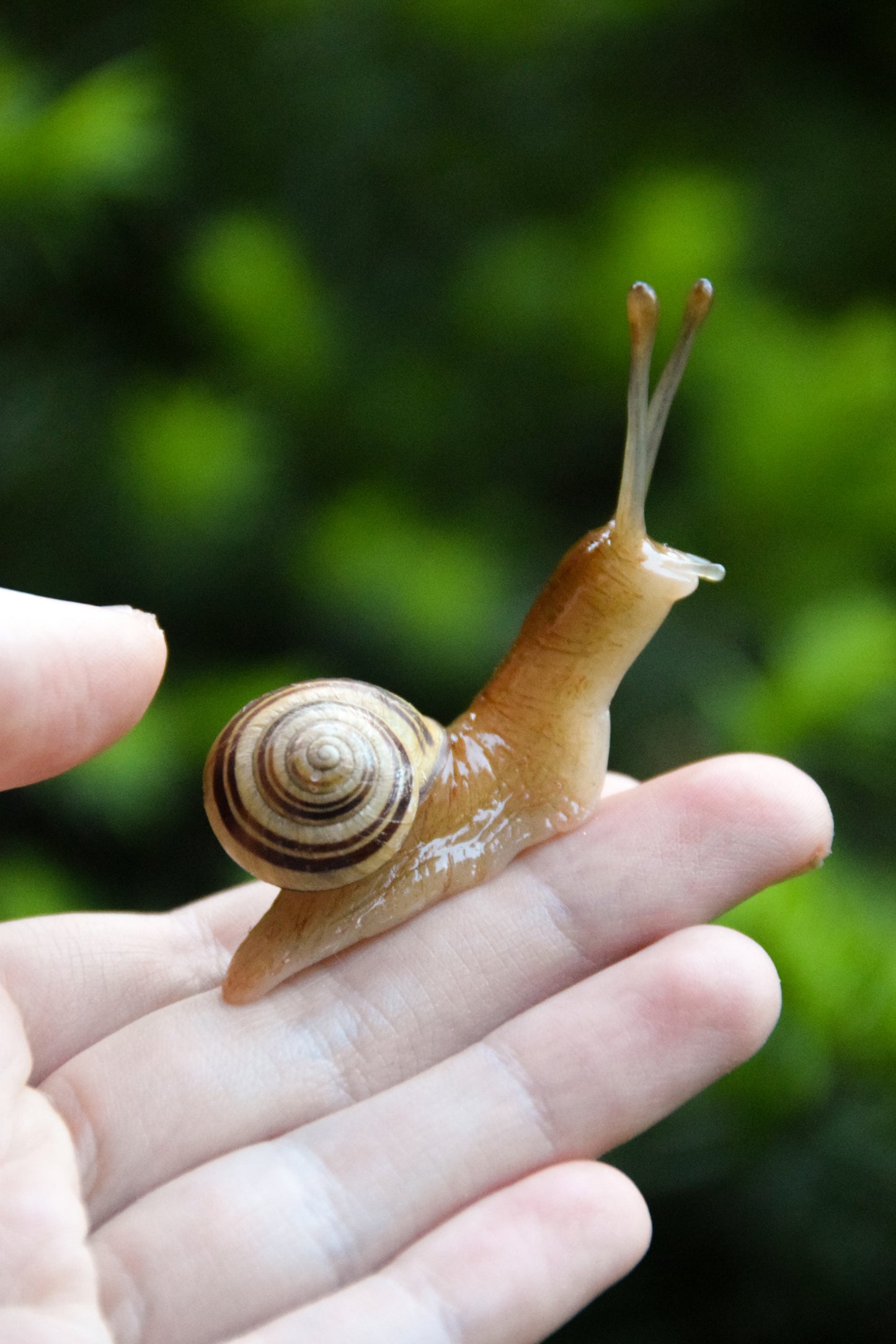 Snail Sculpture - Cloche