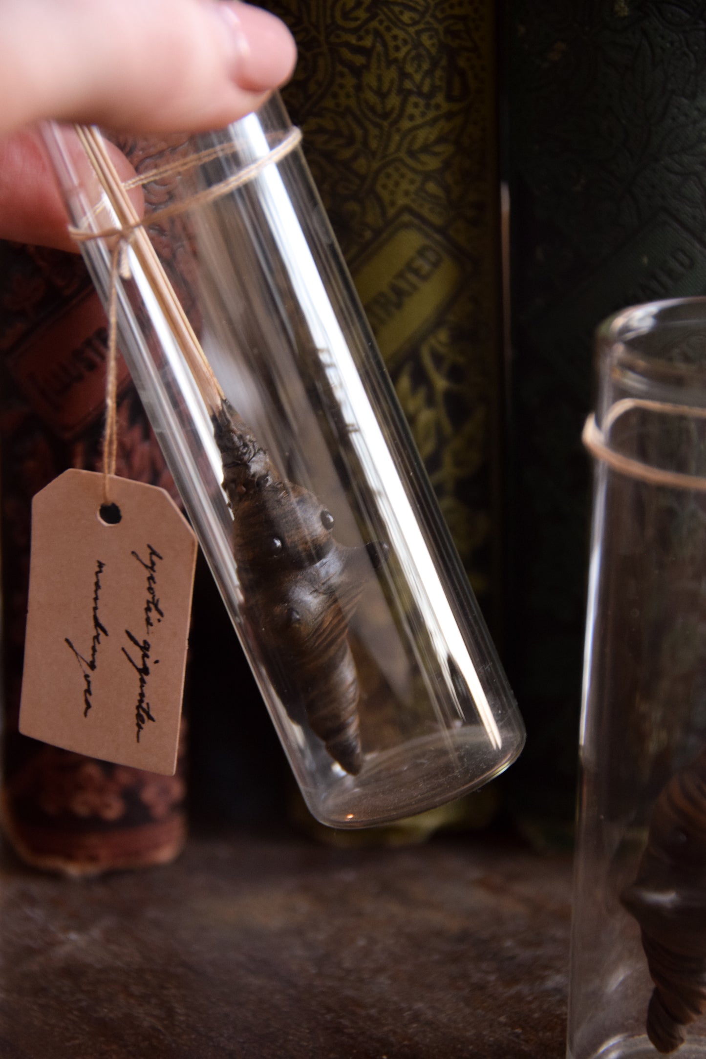 Grass Mandrake - PolymerClay Figurine in a test tube