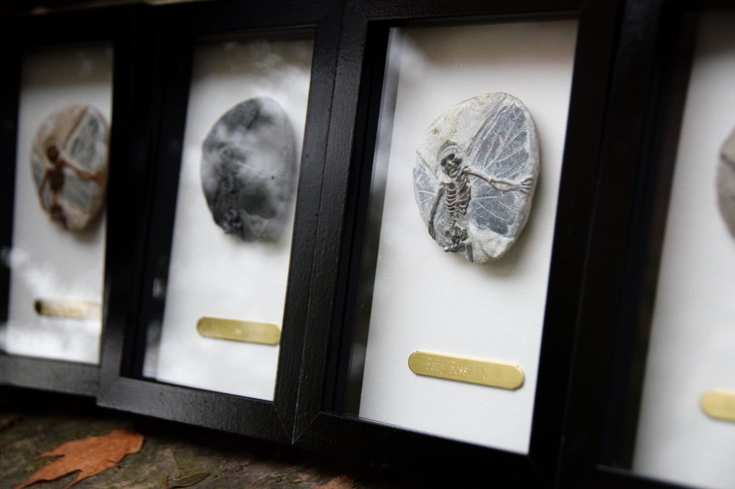 Fairy Fossil - Mini Framed Fairy Bones