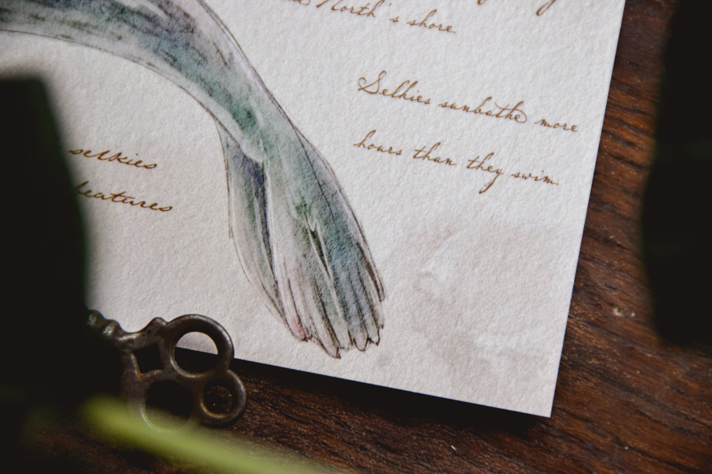 Selkie with Notes - Giclée Art Print