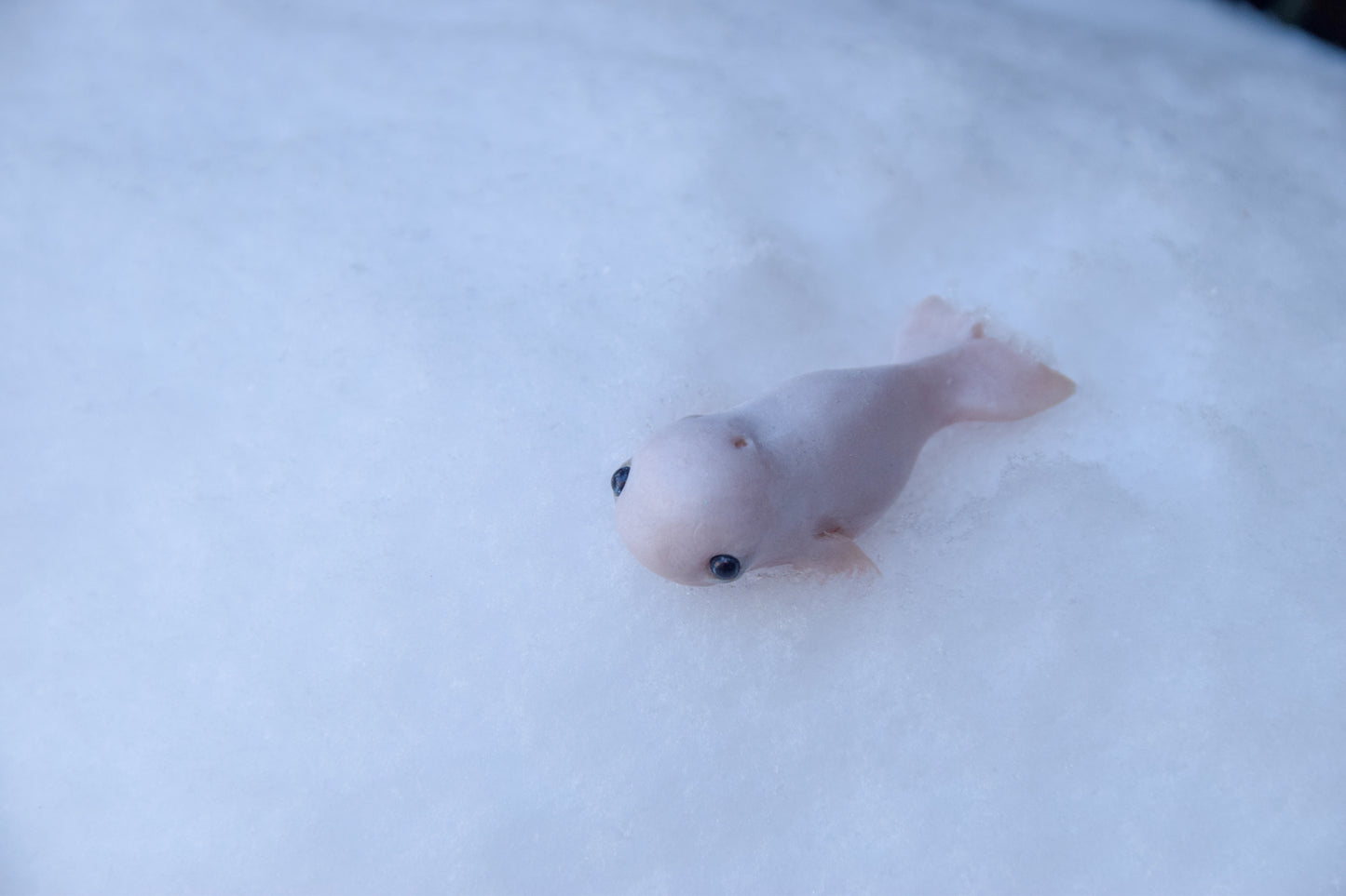 Beluga Whale - PolymerClay Figurine