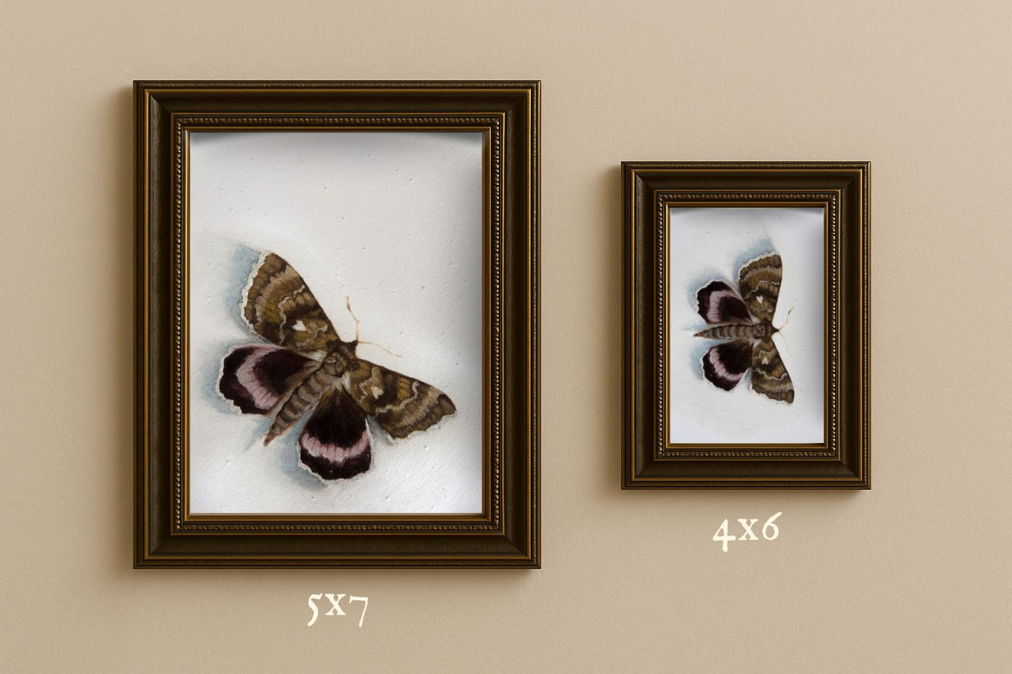 Moth - Giclée Art Print