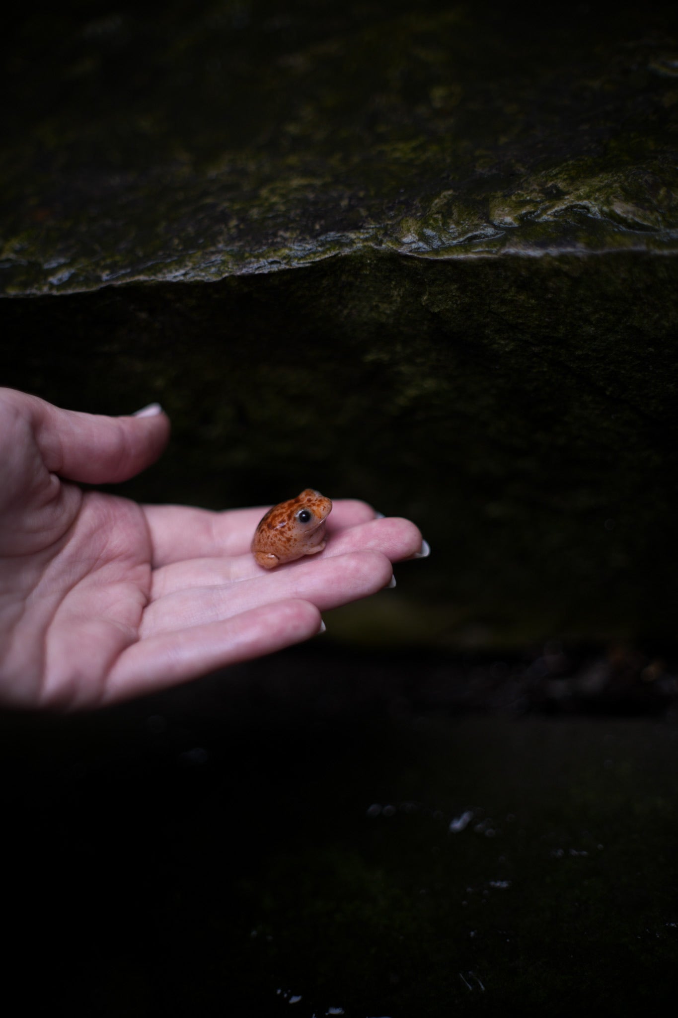Toads — PolymerClay Figurine