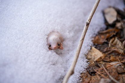 The Snow Mole — Miniature Fantasy Creature