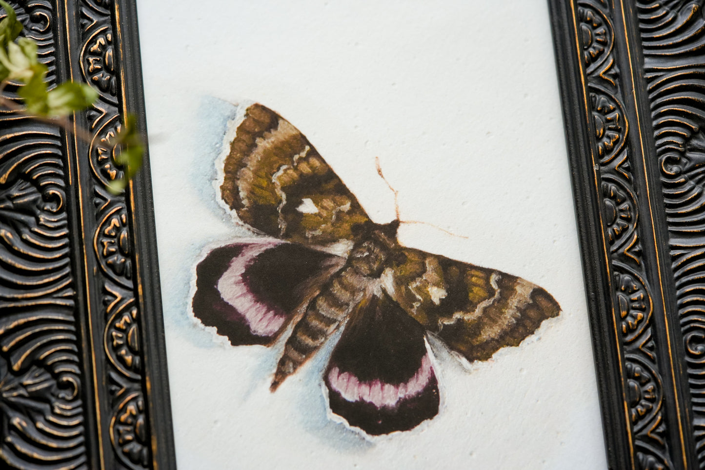 Moth - Giclée Art Print
