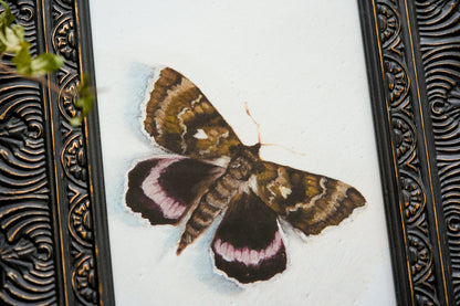 Moth - Giclée Art Print