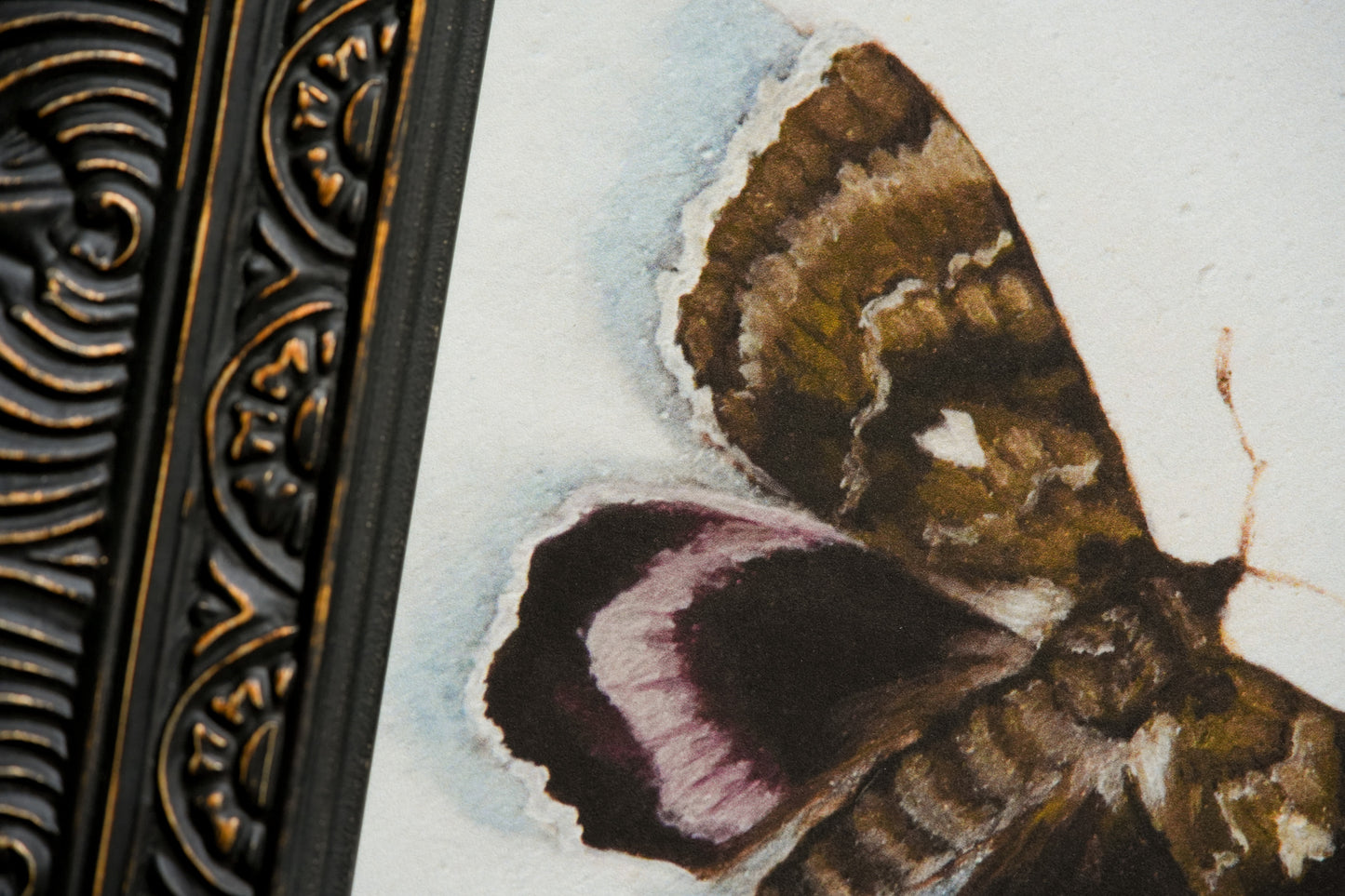 Moth - Giclée Art Print