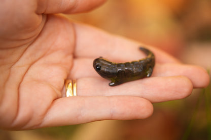 Newt