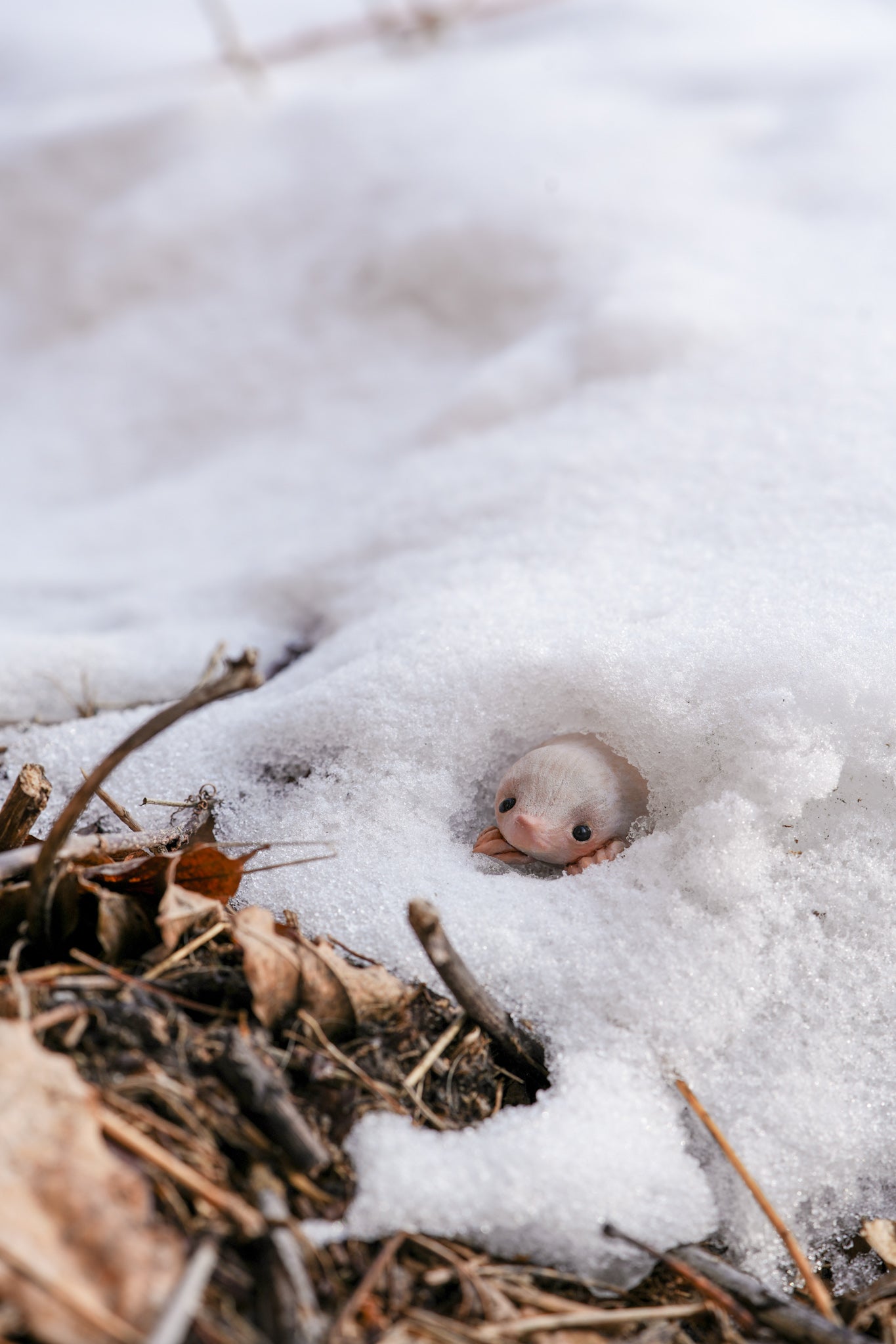 The Snow Mole — Miniature Fantasy Creature