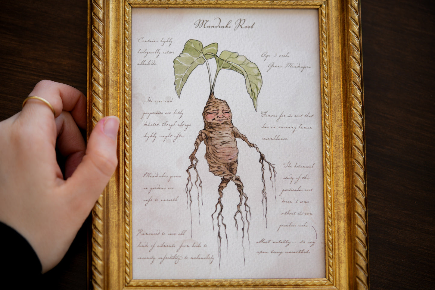 Mandrake Textbook Page - Giclée Art Print