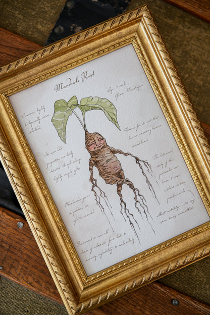 Mandrake Textbook Page - Giclée Art Print