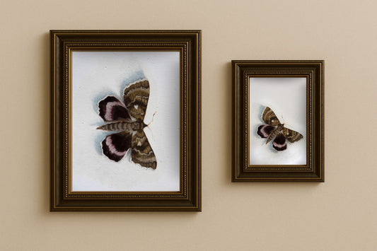Moth - Giclée Art Print