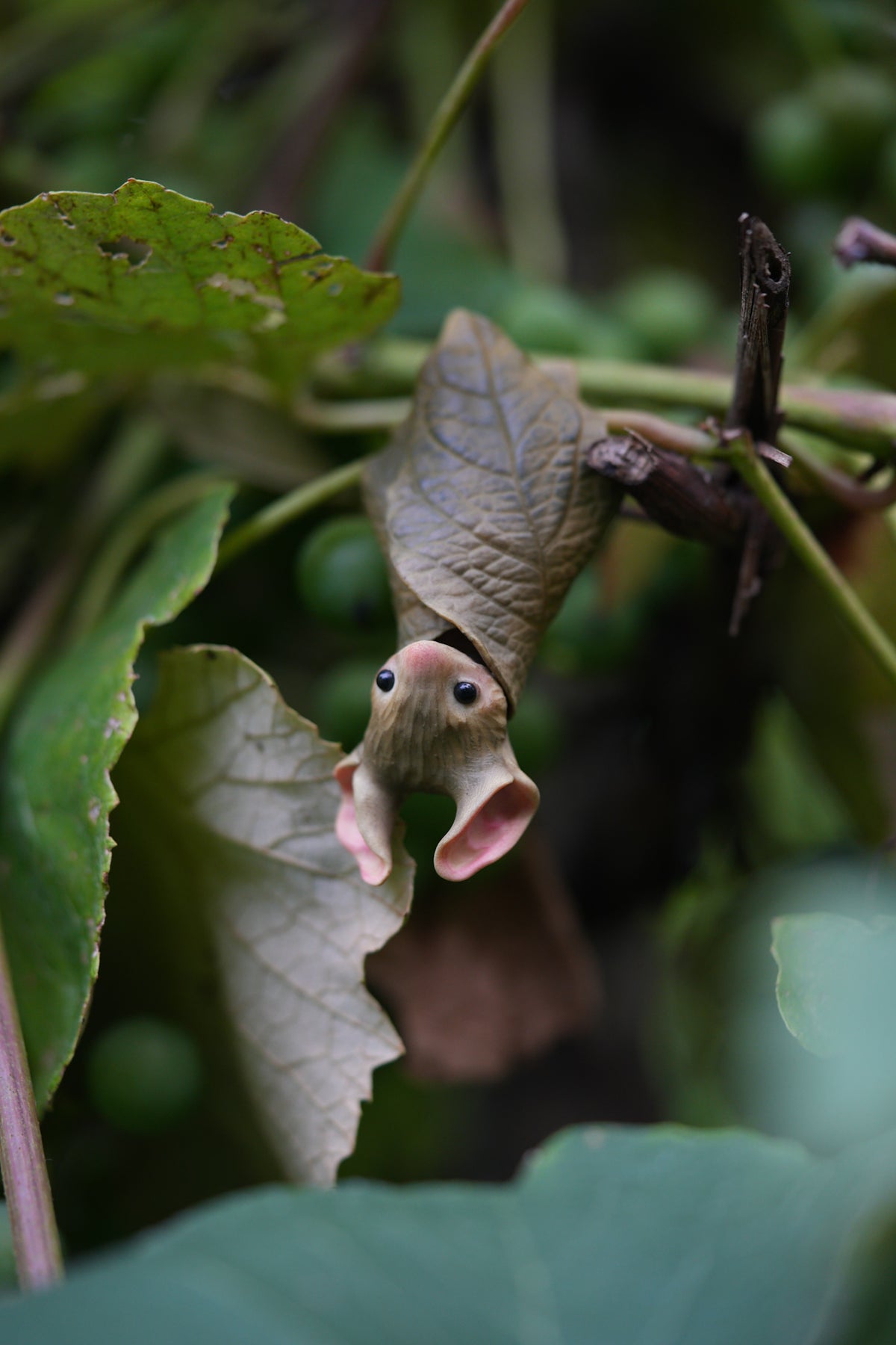 The Leaf Bat