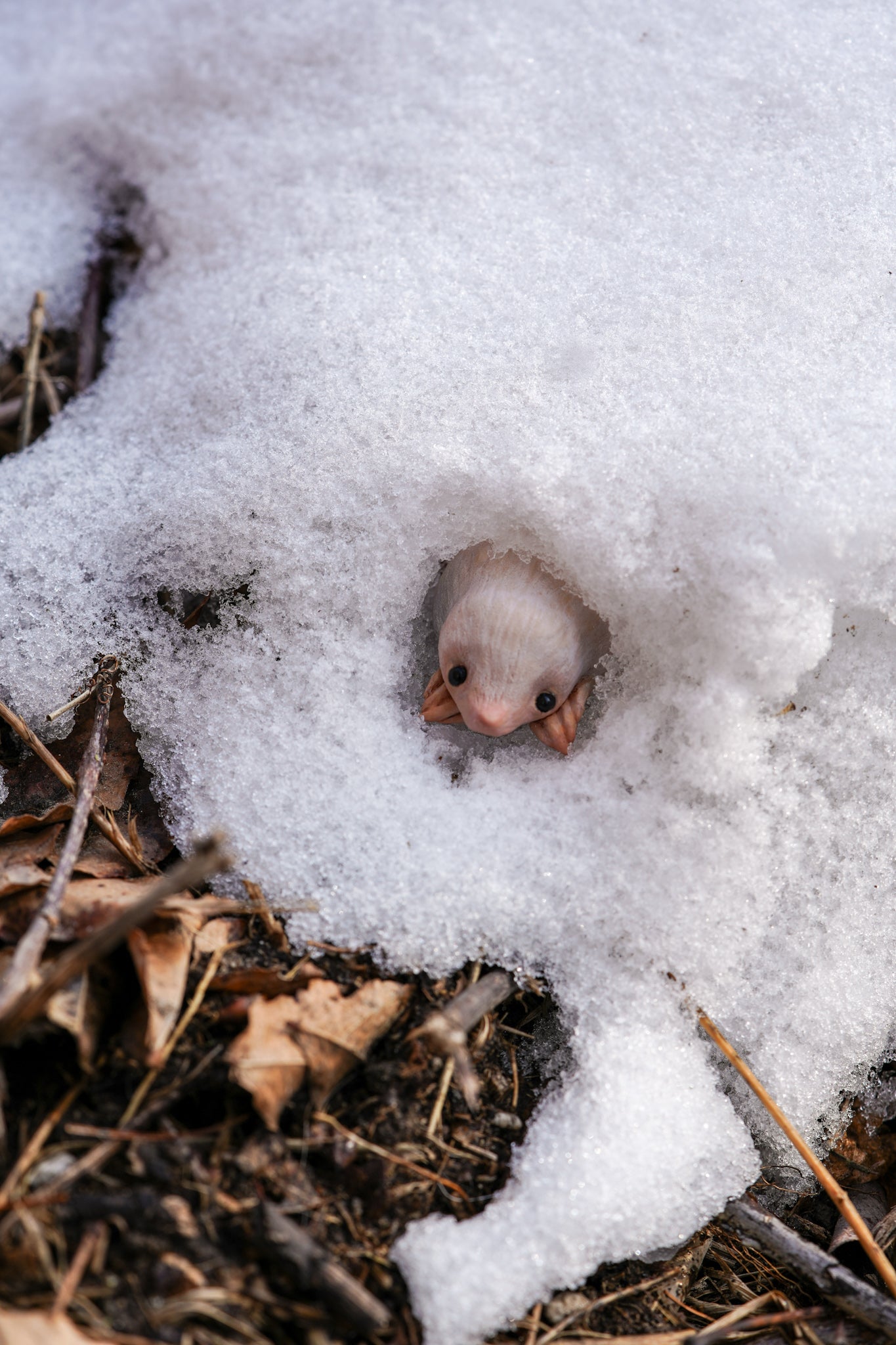 The Snow Mole — Miniature Fantasy Creature