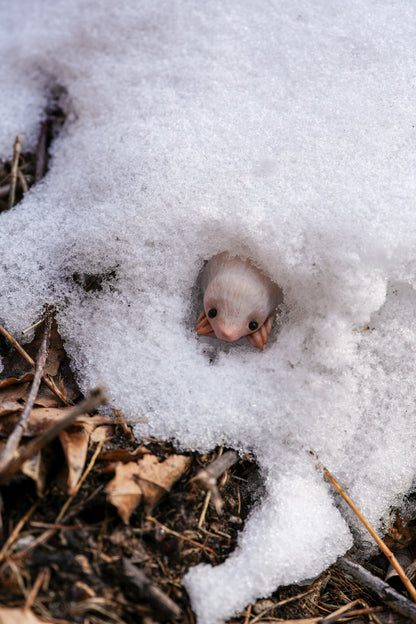 The Snow Mole — Miniature Fantasy Creature