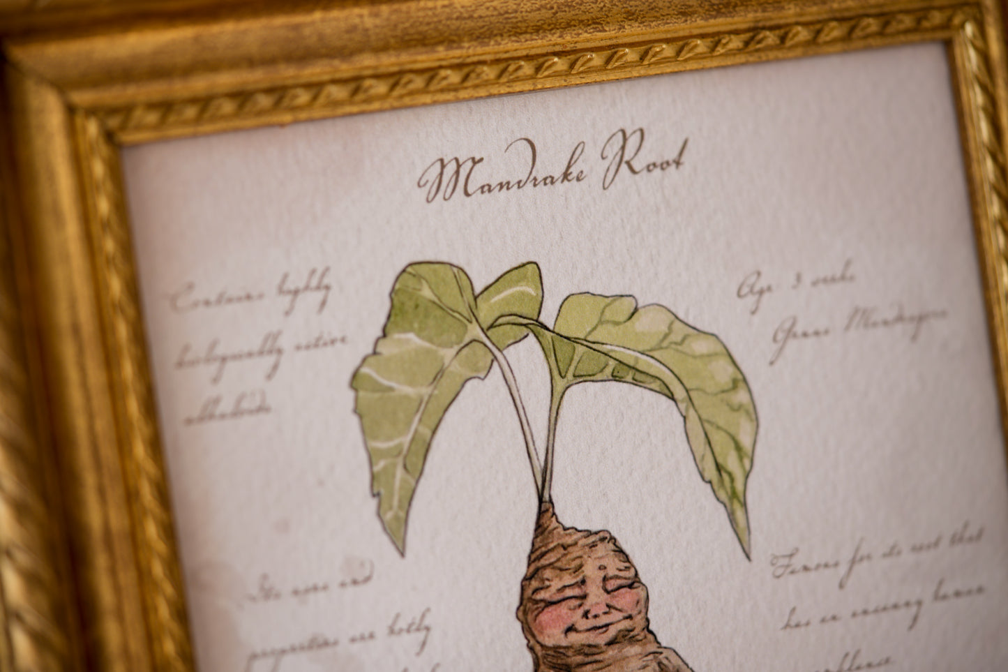 Mandrake Textbook Page - Giclée Art Print