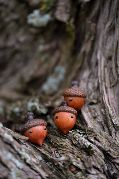 Acorn