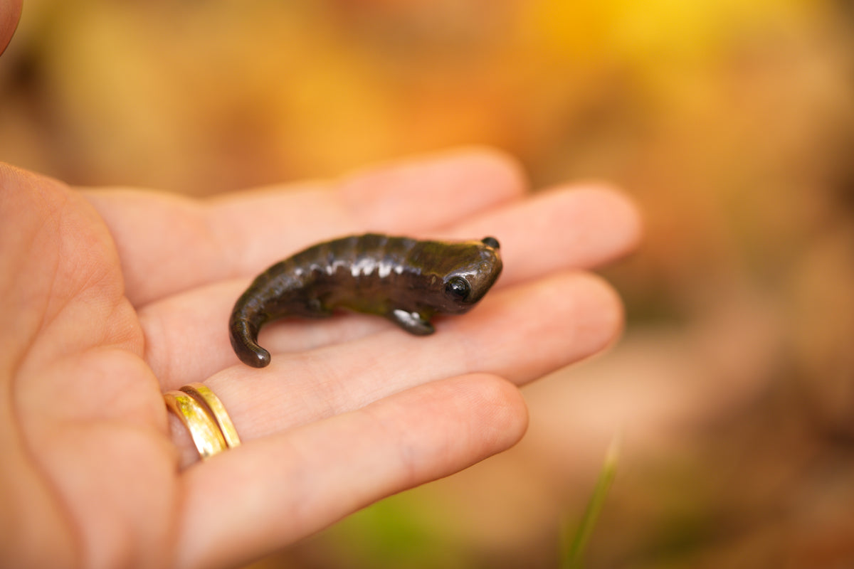 Newt