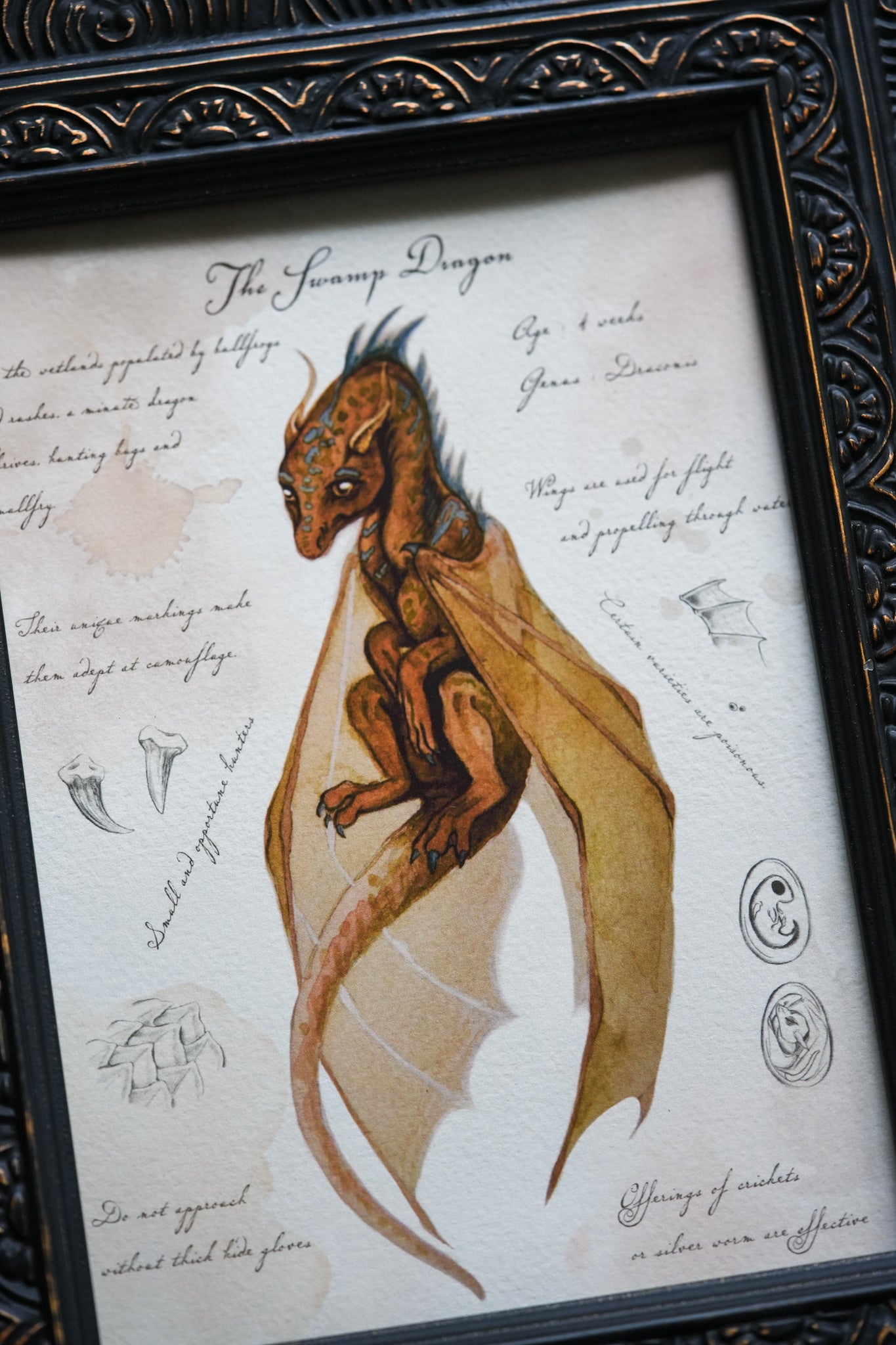 Swamp Dragon with Notes - Giclée Art Print