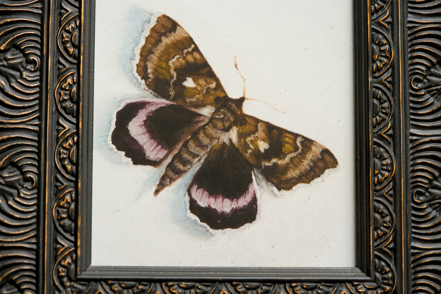 Moth - Giclée Art Print