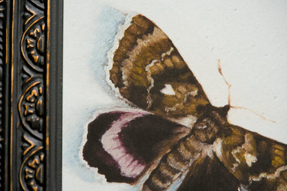 Moth - Giclée Art Print