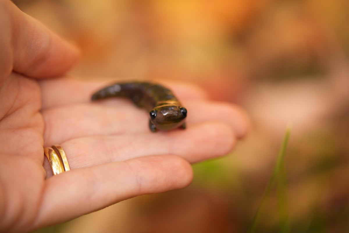 Newt