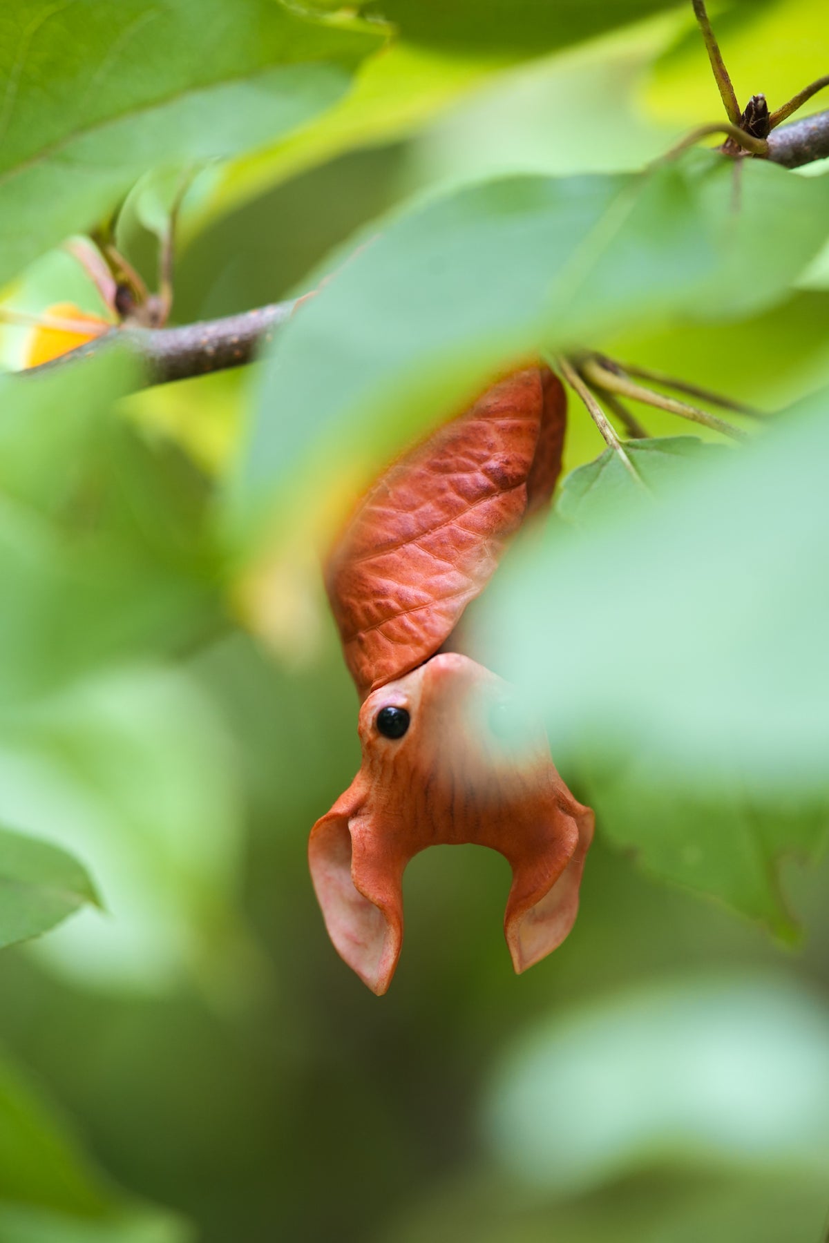 The Leaf Bat