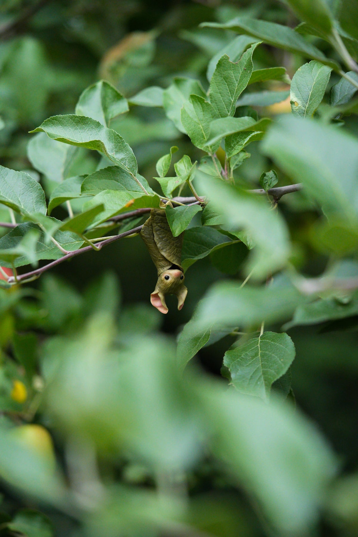 The Leaf Bat