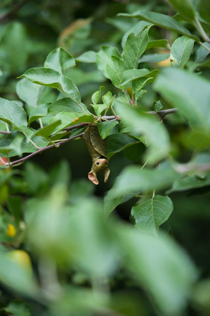 The Leaf Bat